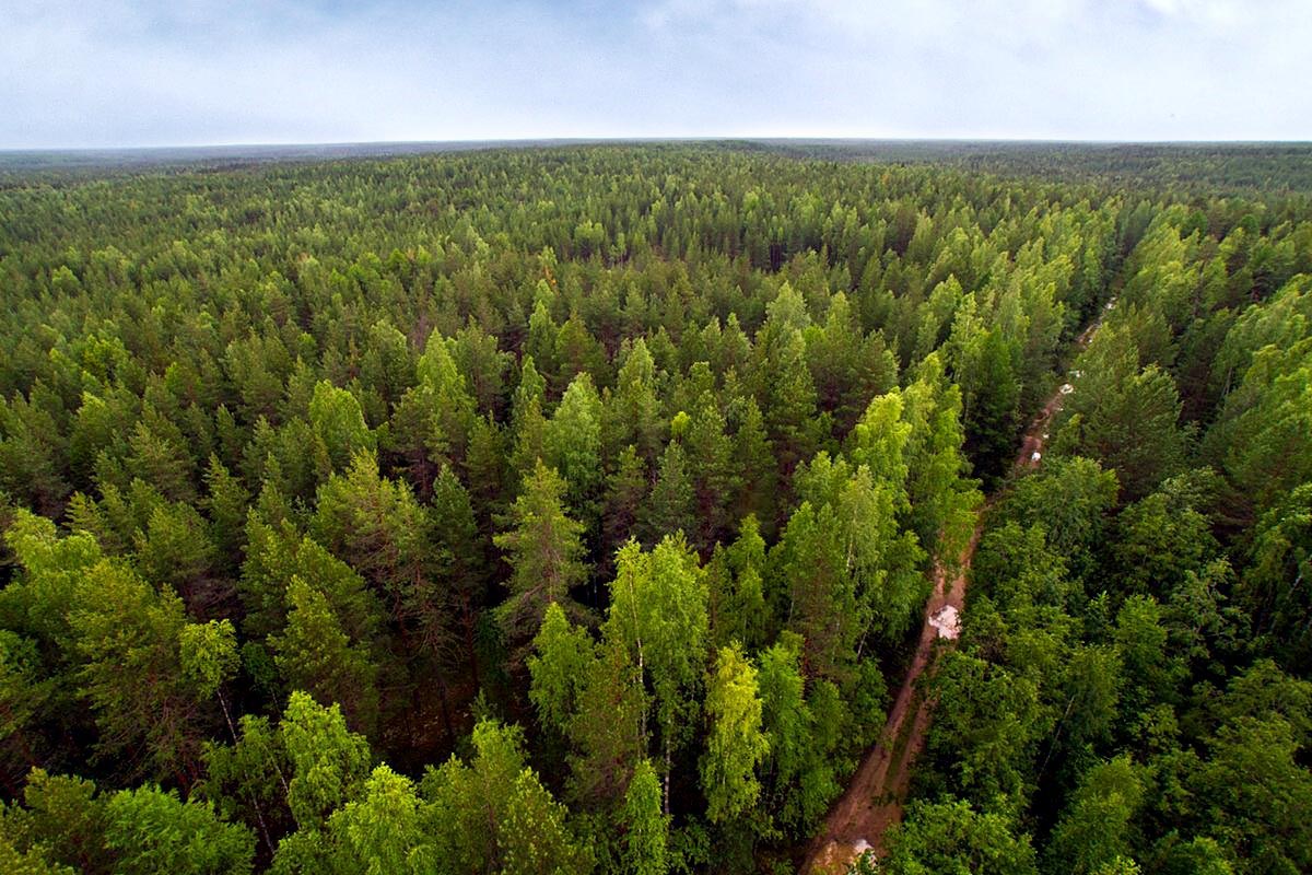 Девственные леса Коми, наследие юнеско в россии
